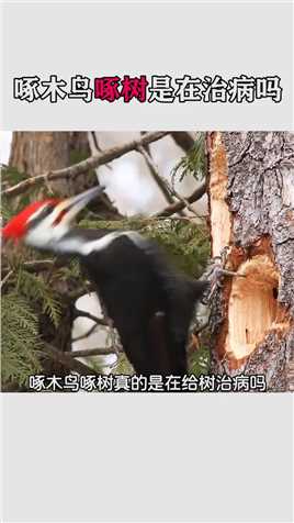 啄木鸟啄树真的是在给树治病吗？