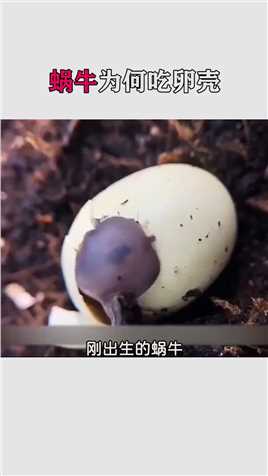刚出生的蜗牛为什么要把自己的卵壳吃掉？