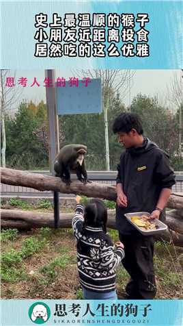 史上最温顺的猴子，小朋友近距离投食，居然吃的这么优雅！#搞笑 #奇趣 #社会 #搞笑段子 