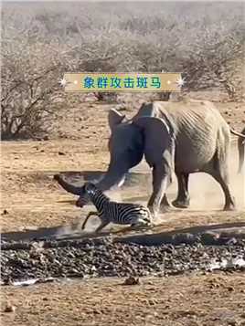 一头斑马闯入象群，被象群插成马蜂窝 #动物世界