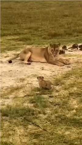 可怜的母狮和小狮子