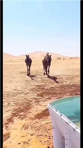 一群骆驼迫不及待来喝水