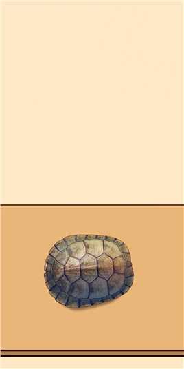 你知道龟苓膏和龟壳的关系吗？轻漫计划龟苓膏龟苓膏的创意吃法龟壳