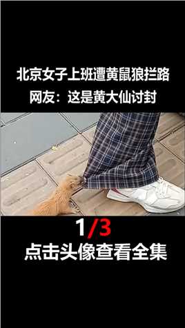 北京女子上班遭黄鼠狼拦路，紧咬裤腿不松口，网友：这是“讨封”#黄鼠狼#野生动物#事件# (1)