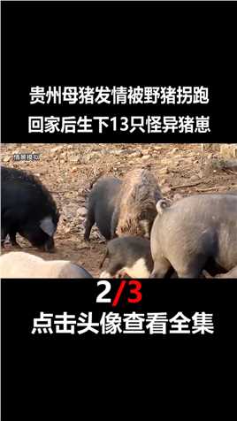 贵州母猪发情被野猪拐跑，生下13只怪异猪崽，专家赶来当场没收！#母猪#动物#喂养 (2)