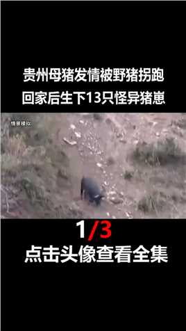 贵州母猪发情被野猪拐跑，生下13只怪异猪崽，专家赶来当场没收！#母猪#动物#喂养 (1)