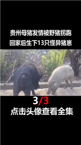 贵州母猪发情被野猪拐跑，生下13只怪异猪崽，专家赶来当场没收！#母猪#动物#喂养 (3)