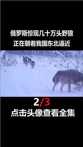 几十万头野狼朝东北逼近，曾一举横扫俄罗斯，每年损失高达15亿#野狼#泛滥成灾#野生动物 (2)