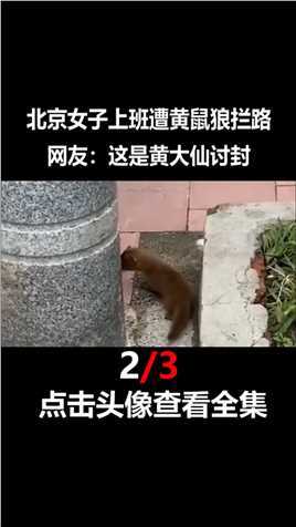 北京女子上班遭黄鼠狼拦路，紧咬裤腿不松口，网友：这是“讨封”#黄鼠狼#野生动物#事件# (2)