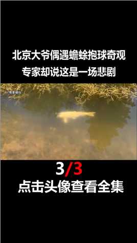 北京大爷偶遇四只蟾蜍抱球，本以为是吉兆，专家：可悲！#蟾蜍#动物#奇观#事件 (3)