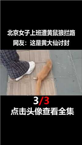 北京女子上班遭黄鼠狼拦路，紧咬裤腿不松口，网友：这是“讨封”#黄鼠狼#野生动物#事件# (3)