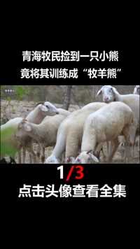 青海牧民捡到一只小熊，将其训练成“牧羊熊”，既能赶羊又能揍狼#熊#救助#动物#报恩 (1)