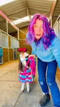 微型马和主人的“亲子装”秀