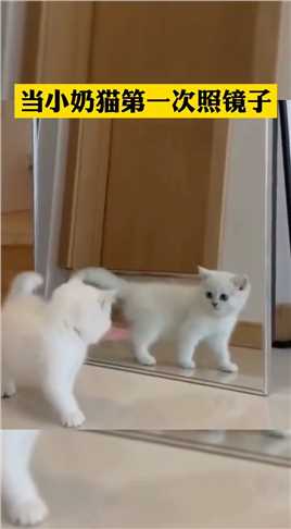 当小奶猫第一次照镜子