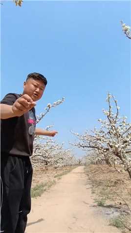 嘿嘿，明年梨花开的时候，我就来教大家拍花。