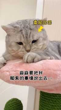 谁能想到这么可爱的小猫咪，jiojio竟然这么臭…看把孩子委屈的猫咪的迷惑行为委屈猫