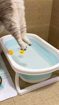 小猫咪洗澡能有多乖？铲屎官的乐趣猫咪的迷惑行为
