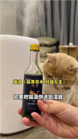 把猫酒倒进加湿器，猫咪会有什么反应？