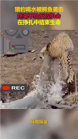 猎豹喝水被鳄鱼袭击，丝毫不给反应机会，在挣扎中结束生命