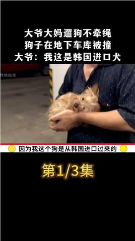 大爷大妈遛狗不牵绳，狗子在地下车库被撞，大爷：我这是韩国进口犬#社会百态#遛狗不牵绳 (1)