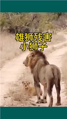雄狮残害小狮子！