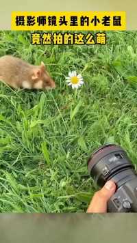 摄影师镜头里的小老鼠 竟然拍的这么萌