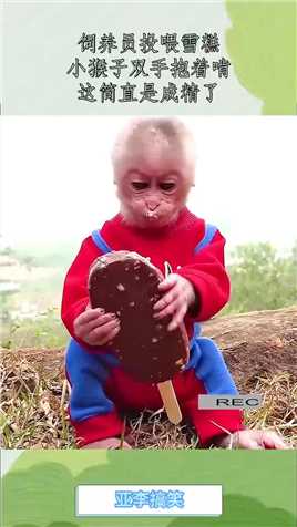 饲养员投喂雪糕，小猴子双手抱着啃，这简直是成精了！