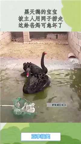 黑天鹅的宝宝，被主人用网子捞走，这给爸妈可急坏了！