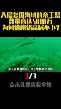 入侵多国海域的帝王蟹，数量高达5000万，为何价格仍高居不下？帝王蟹海鲜科普知识 (3)
