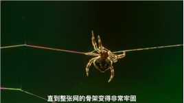 你见过25米长的蜘蛛网吗？世界上最大的蛛网是如何织成的？
