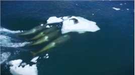 虎鲸独特的狩猎技巧，直接震碎浮冰，袭击海豹