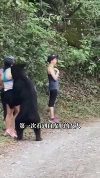 当你被黑熊盯上最好的自救方法就是不要动！