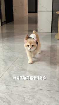 派了小猫盯着你