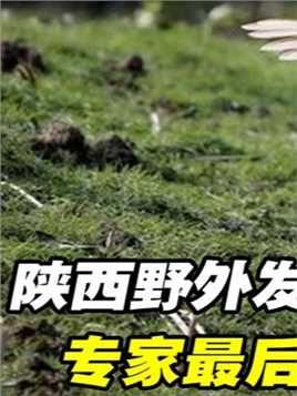1980年全球朱鹮绝迹，竟在陕西发现最后7只！专家：把它们捉起来！ #朱鹮 #保护动物 #科普一下