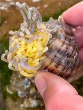 海边赶海抓海鲜，发现了一只搁浅的海螺花，还有许多奇怪的海洋小生物