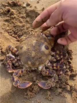 海边赶海抓海鲜，发现了一只搁浅的鬼面蟹，还有许多奇怪的海洋小生物