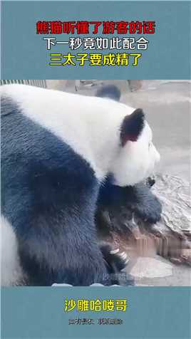 熊猫听懂了游客的话，下一秒竟如此配合，三太子要成精了！