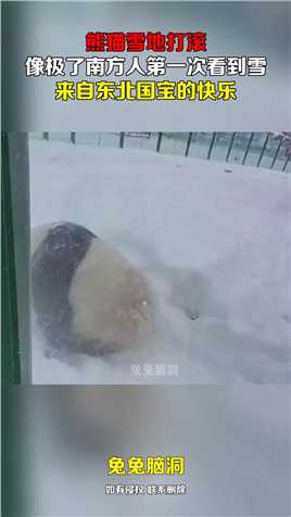 熊猫雪地打滚，像极了南方人第一次看到雪，来自东北国宝的快乐！