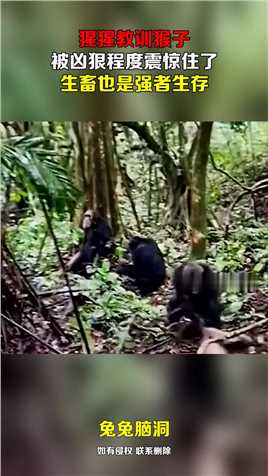 猩猩教训猴子，被凶狠程度震惊住了，生畜也是强者生存！