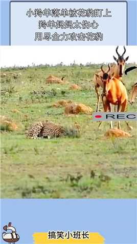 小羚羊落单被花豹盯上，羚羊妈妈太伤心，用尽全力攻击花豹！
