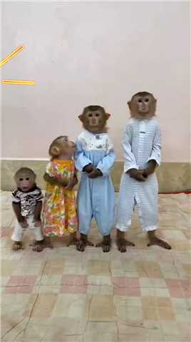 4胞胎猴子太搞笑了！#动物搞笑视频 #动物的迷惑行为