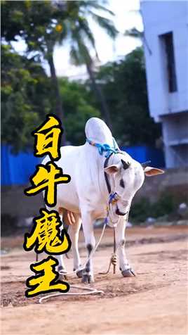 这样的牛，你肯定没见过？ #搞笑视频配音 #动物搞笑视频 #动物的迷惑行为