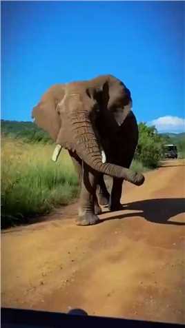 大象疯狂摇摆#野生动物#动物#动物世界
