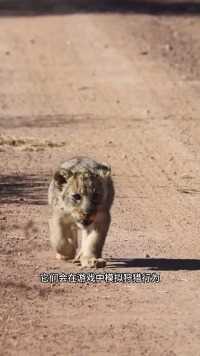 可爱的小狮子#野生动物#狮子#动物