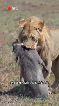狮子捕食疣猪现场#野生动物#动物