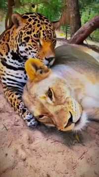 美洲豹和狮子非常和谐相处#野生动物#狮子#美洲豹
