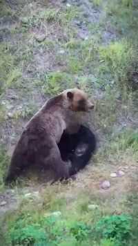 棕熊怒咬黑熊#野生动物#棕熊#黑熊