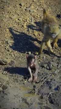 猴子玩泥巴被教训#野生动物#猴子#动物
