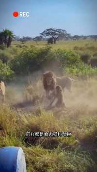 -狮群围攻花豹现场#野生动物#狮子#花豹