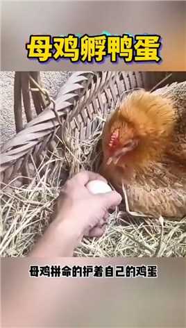 母鸡孵蛋